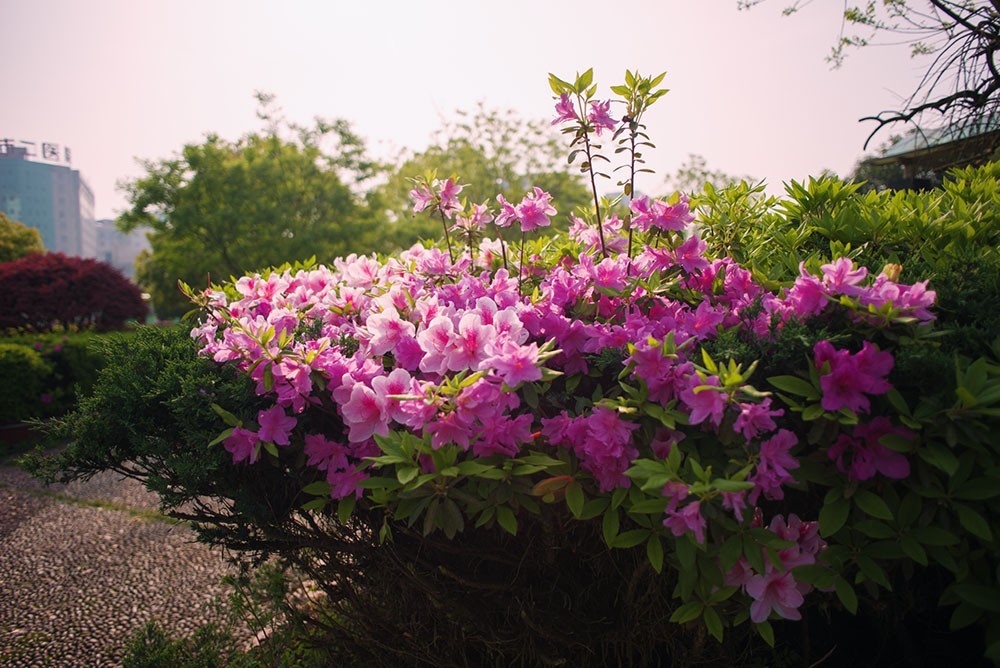 几年前到城区拍摄的花花草草