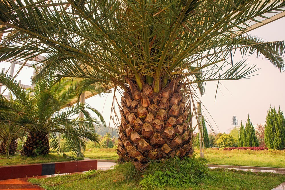几年前到城区拍摄的花花草草