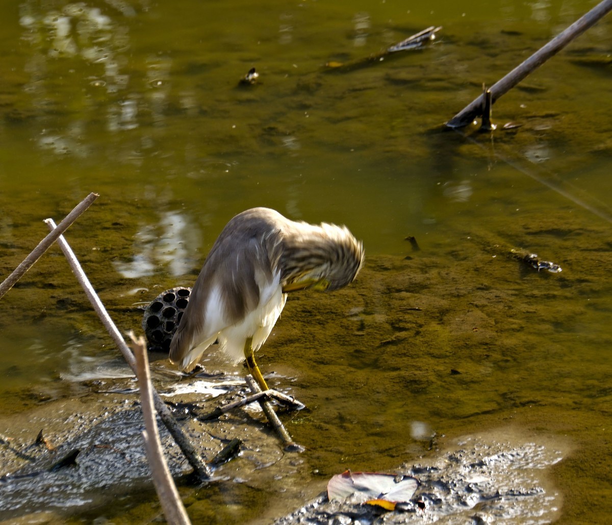 流化湖池鹭（二）