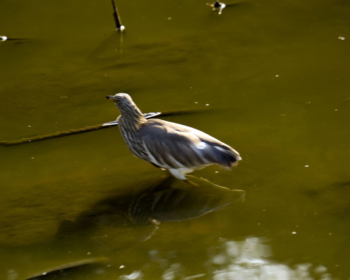 流化湖池鹭（二）