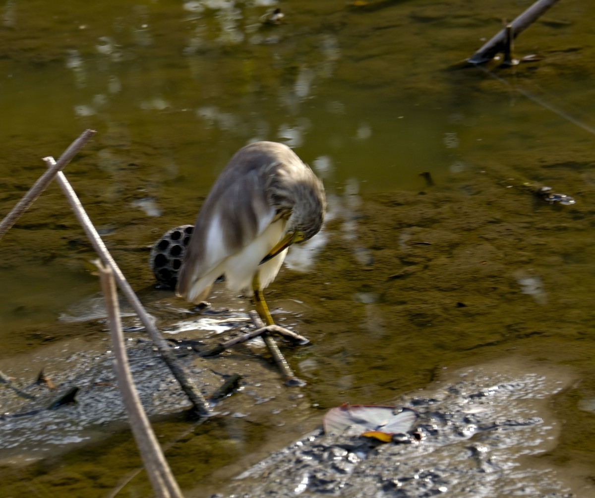 流化湖池鹭（二）