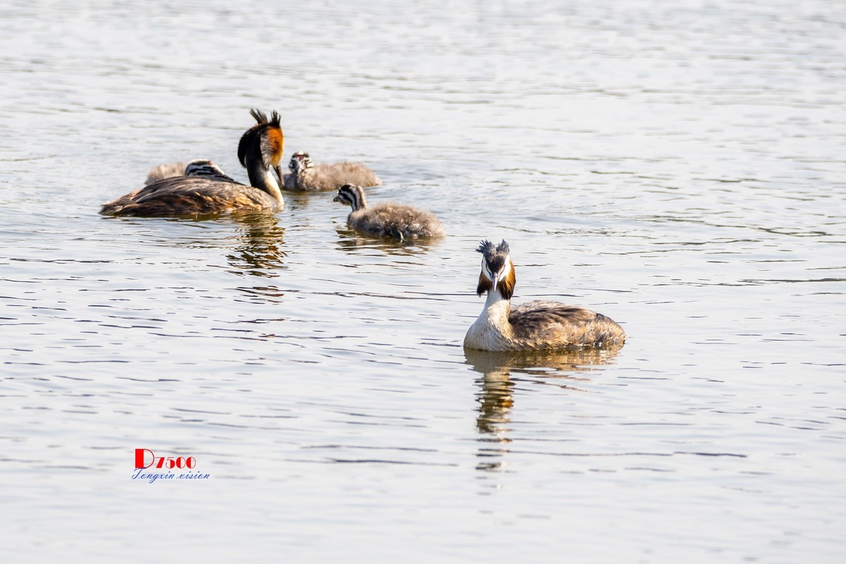 可爱的PI鹈（40）