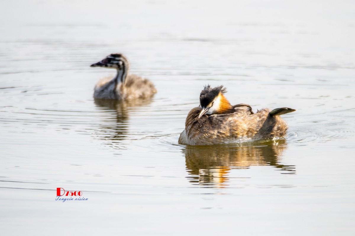 可爱的PI鹈（40）