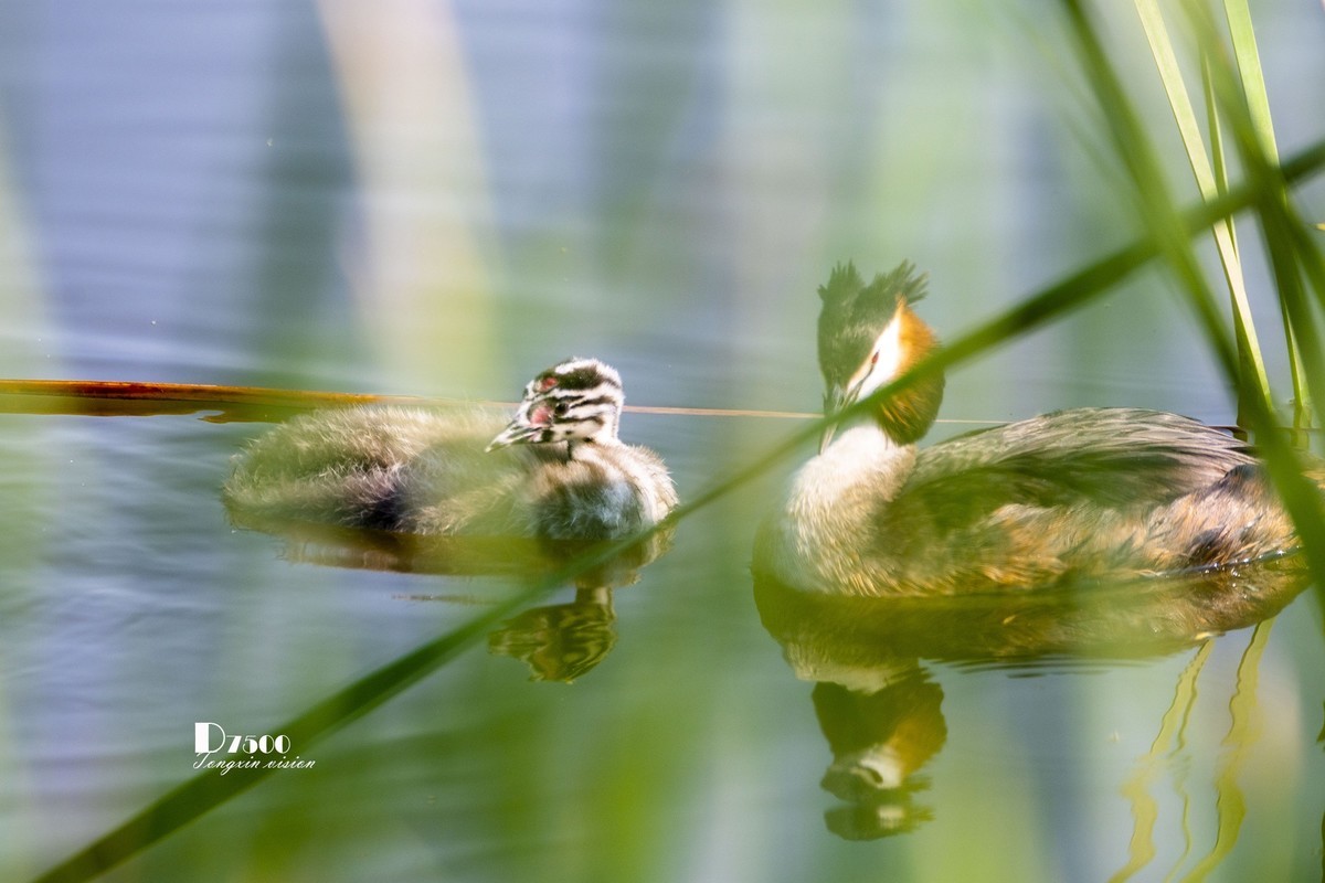 可爱的PI鹈（40）