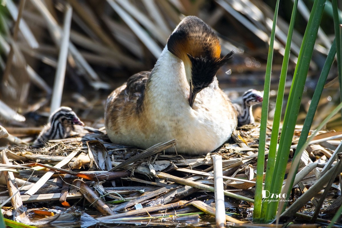 可爱的PI鹈（40）