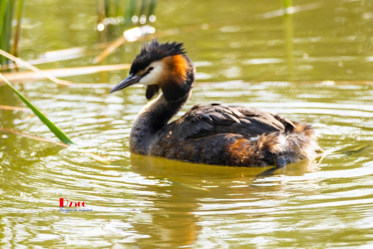 可爱的PI鹈（40）