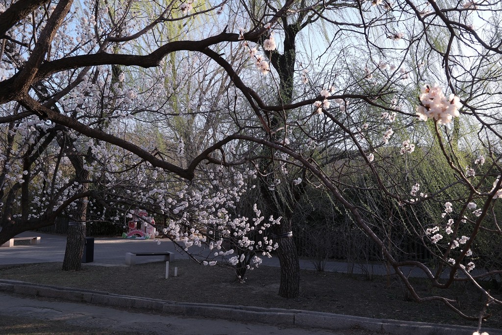 植物园春暖花开