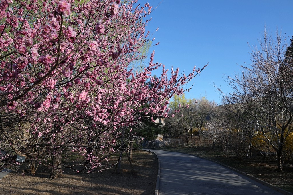 植物园春暖花开