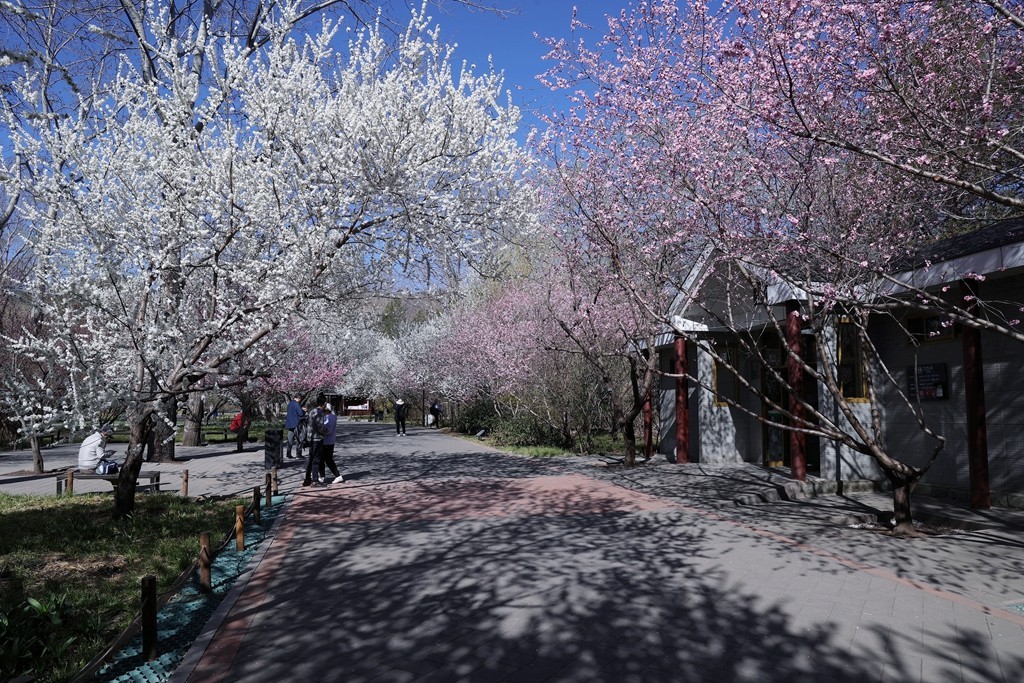 植物园春暖花开