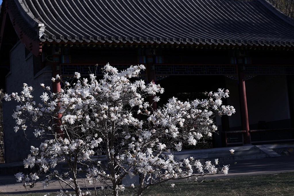 植物园春暖花开