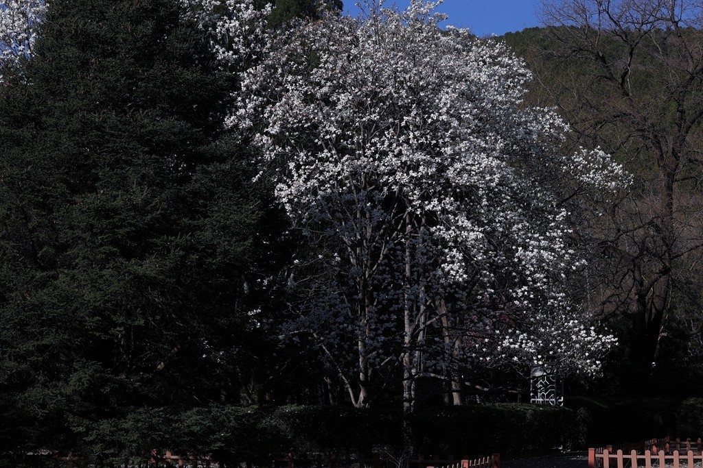 植物园春暖花开