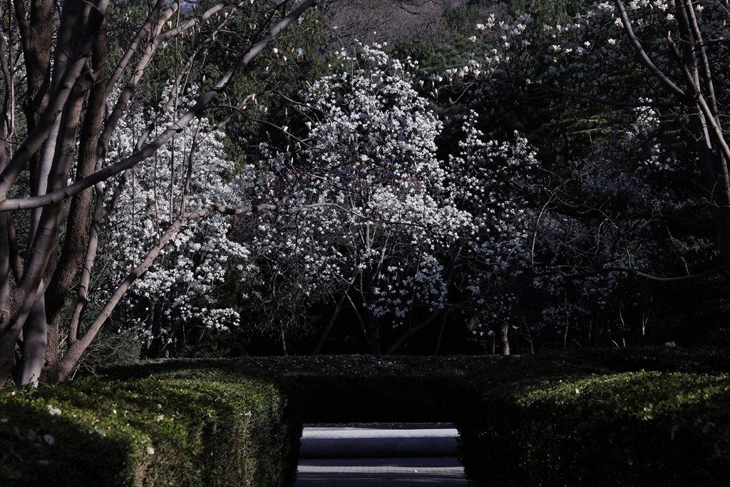 植物园春暖花开