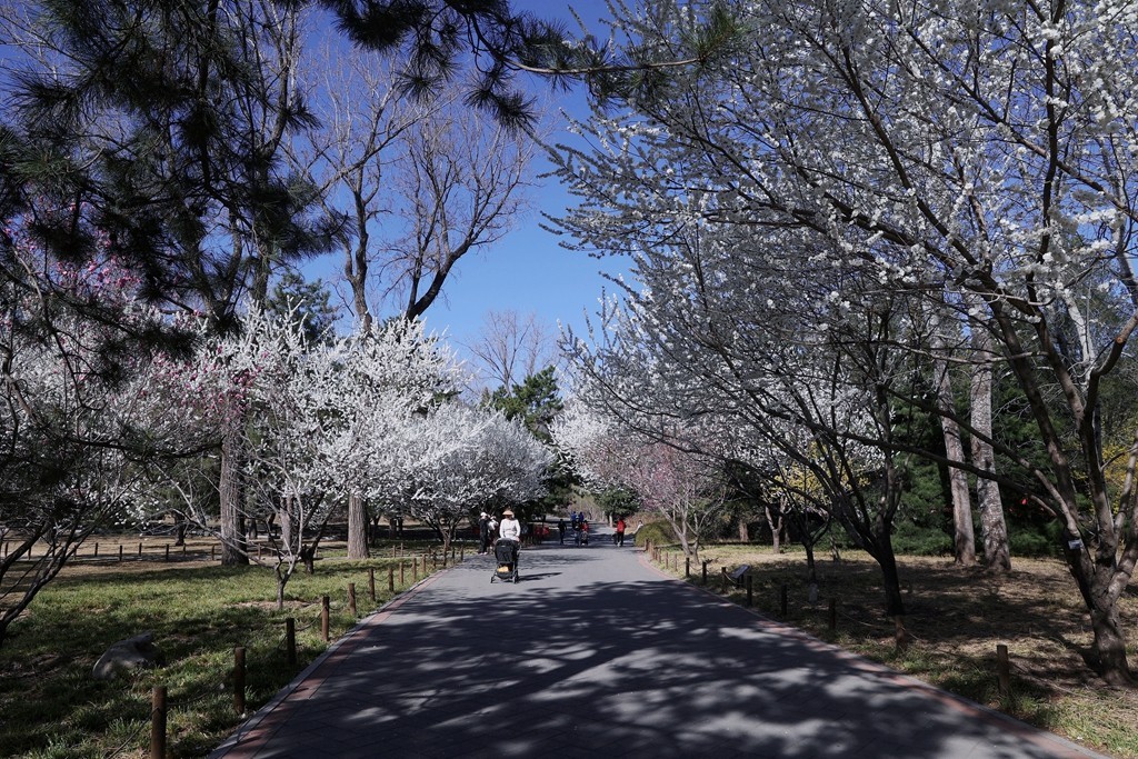 植物园春暖花开