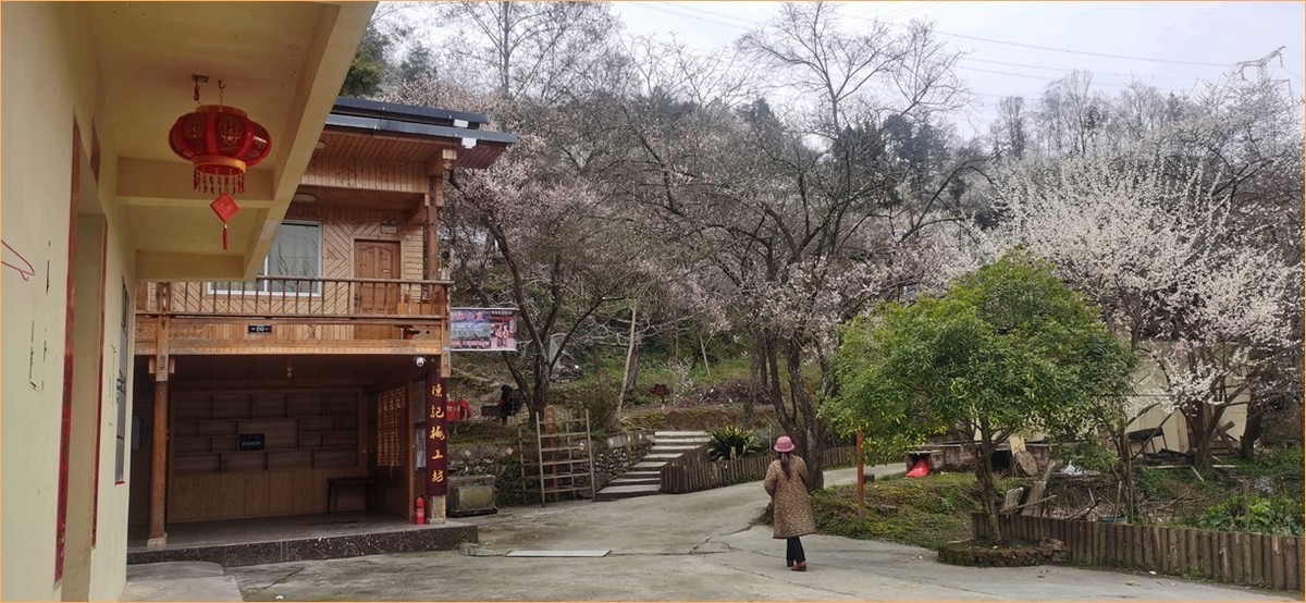 带你去穿林--手机拍青梅