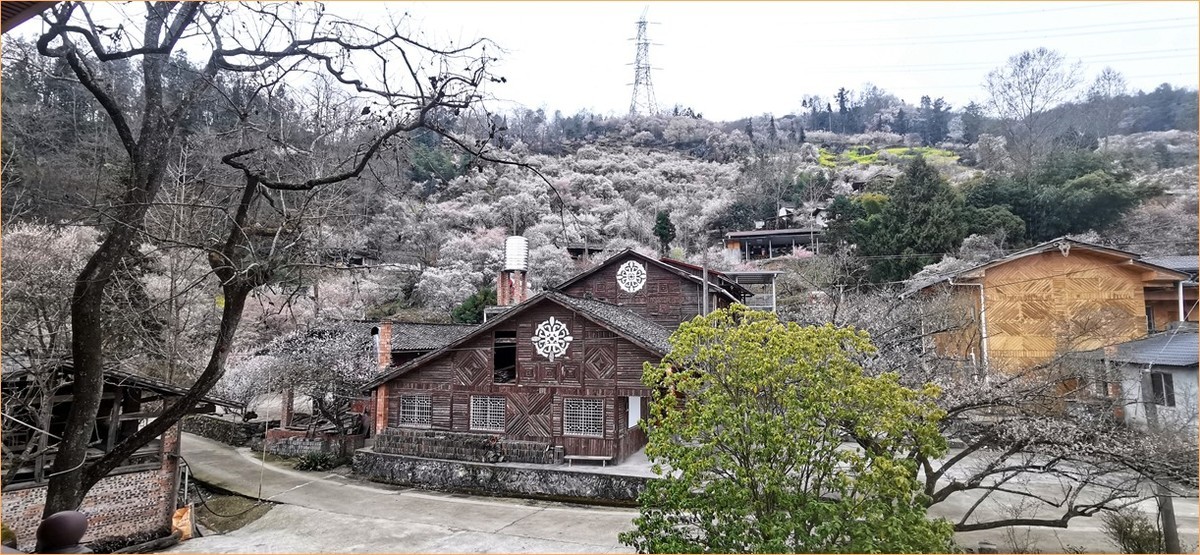 带你去穿林--手机拍青梅