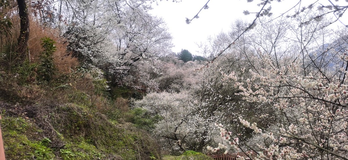 带你去穿林--手机拍青梅