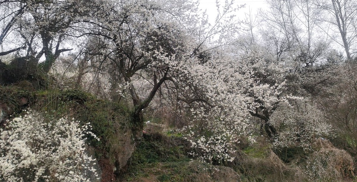 带你去穿林--手机拍青梅