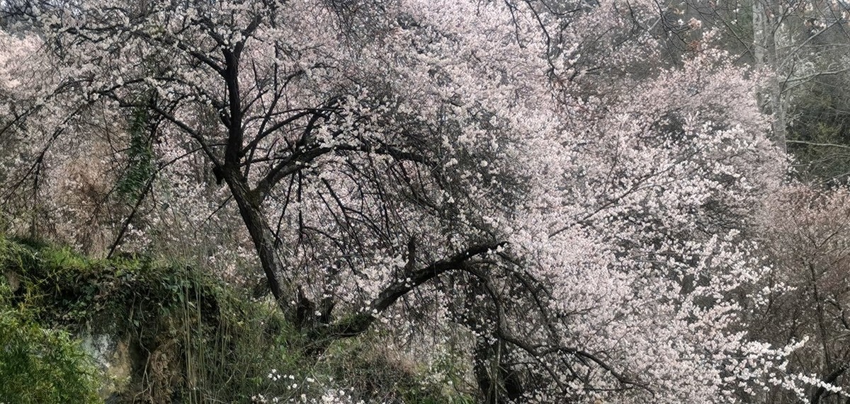 带你去穿林--手机拍青梅