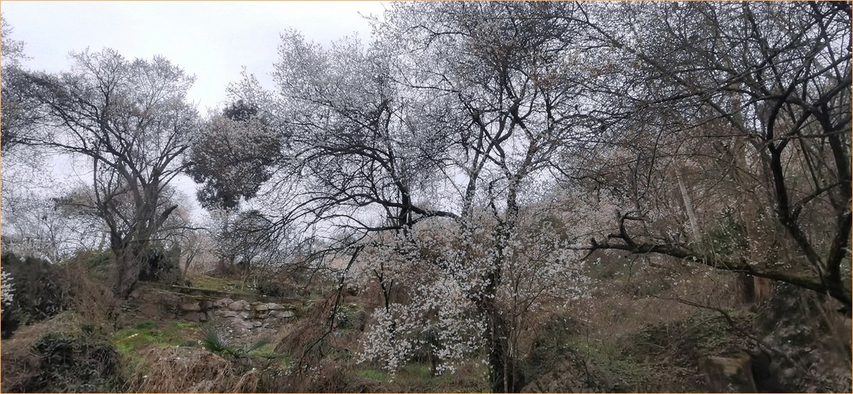 带你去穿林--手机拍青梅