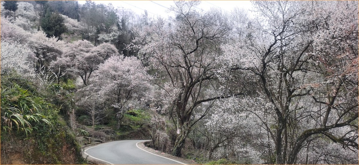 带你去穿林--手机拍青梅