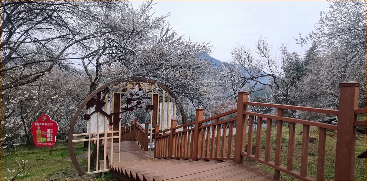 带你去穿林--手机拍青梅