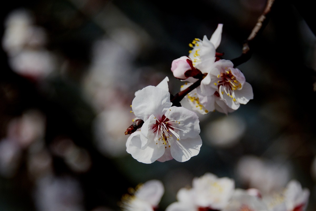 2025之春（五）－ 杏花（3）