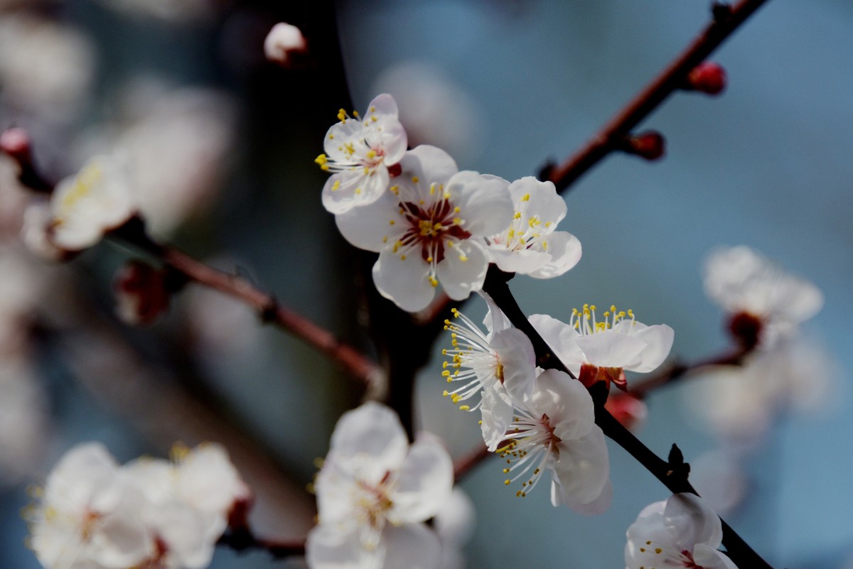 2025之春（五）－ 杏花（3）