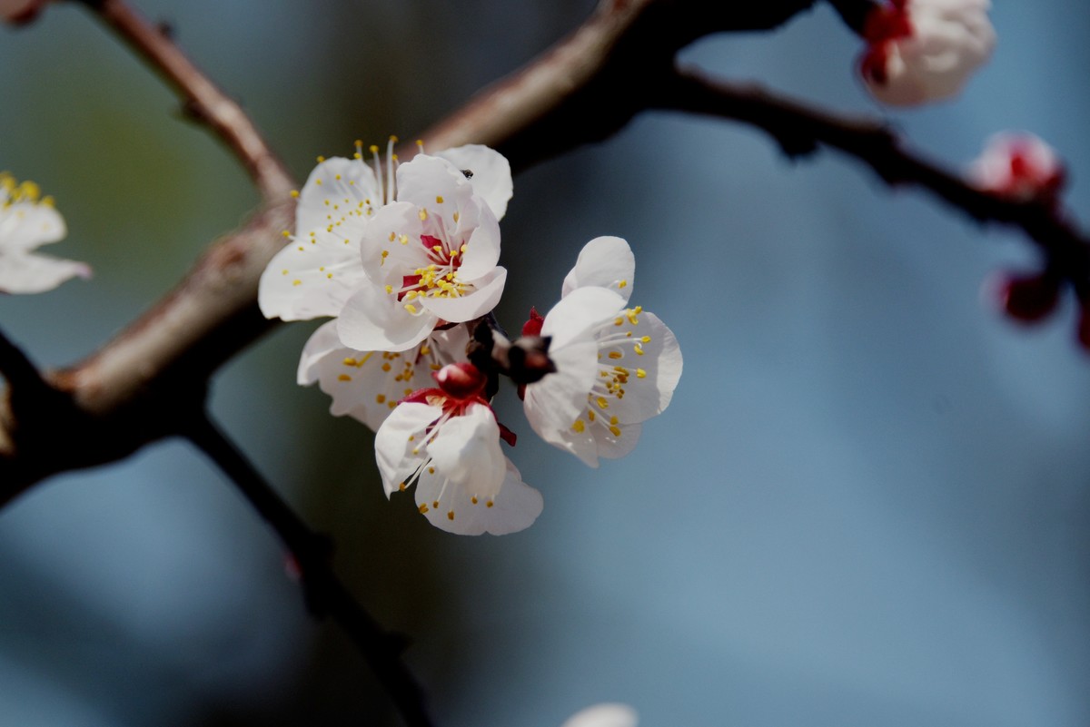 2025之春（五）－ 杏花（3）