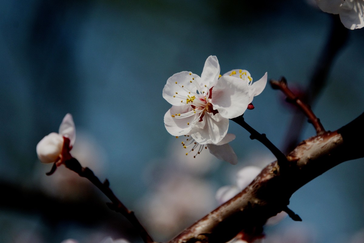 2025之春（五）－ 杏花（3）