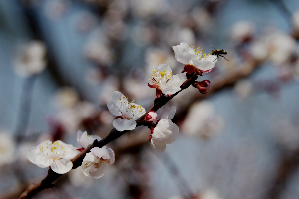 2025之春（五）－ 杏花（3）
