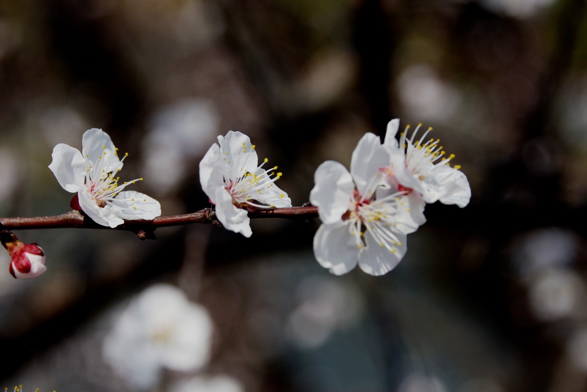 2025之春（五）－ 杏花（3）