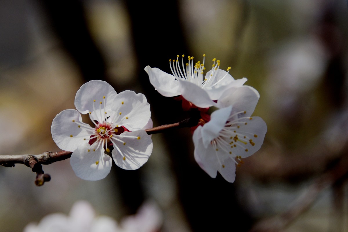 2025之春（五）－ 杏花（3）