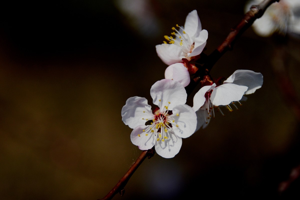 2025之春（五）－ 杏花（3）