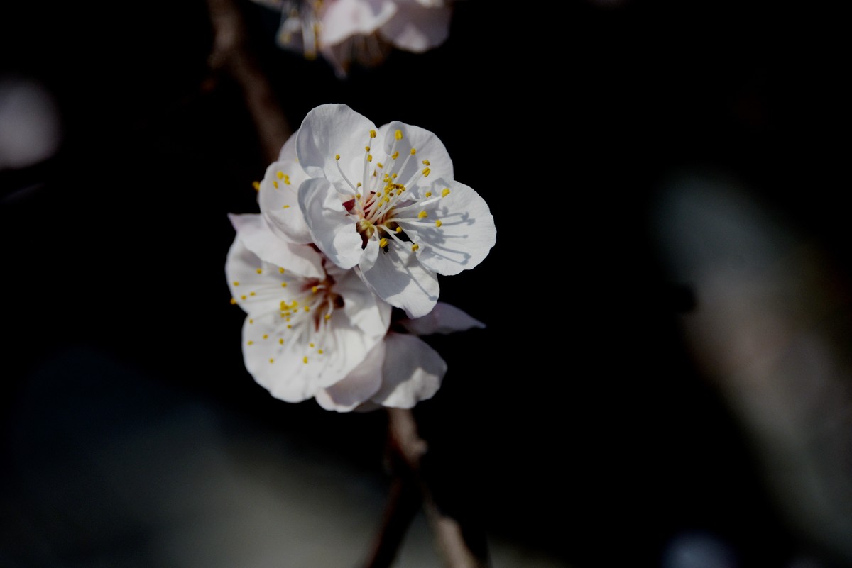 2025之春（五）－ 杏花（3）