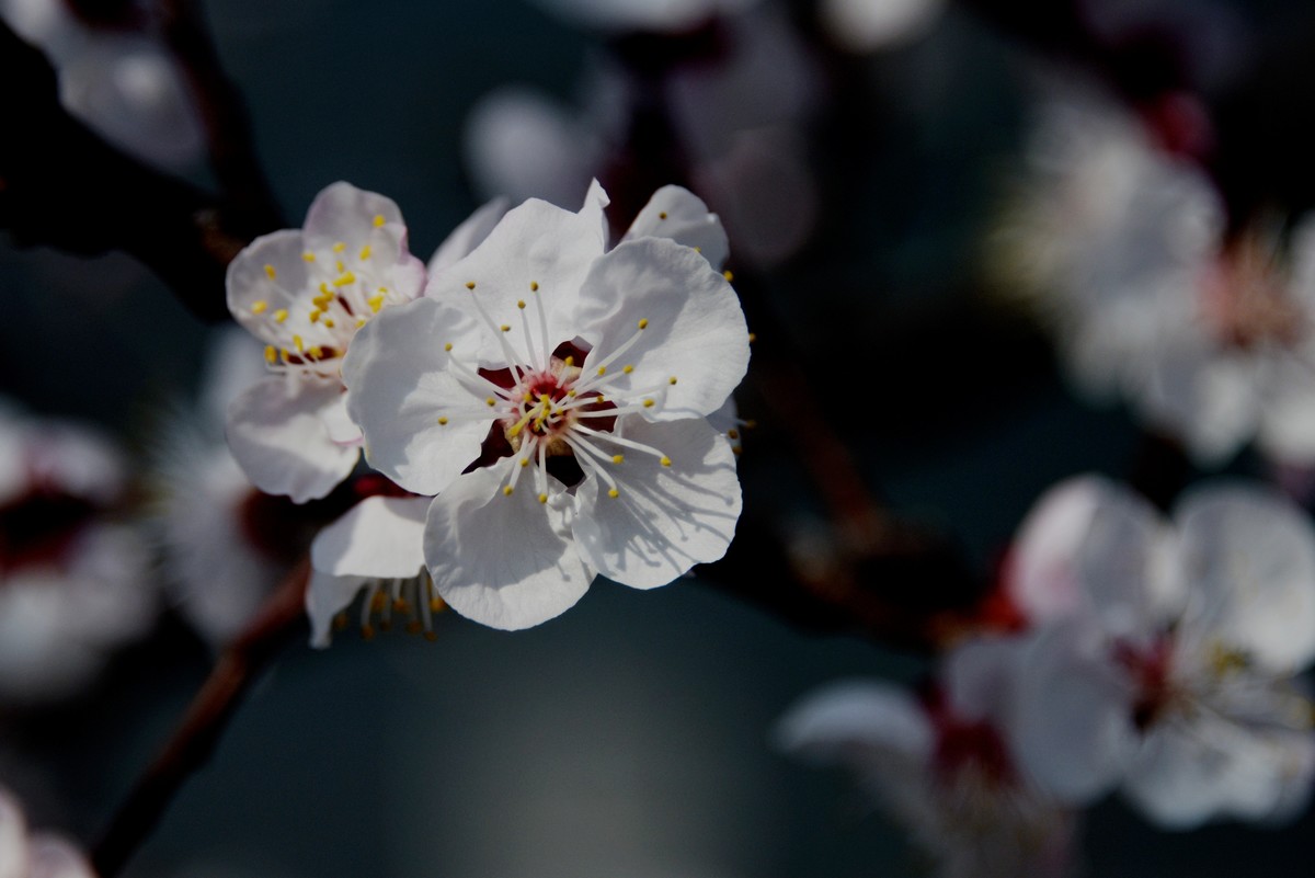 2025之春（五）－ 杏花（3）