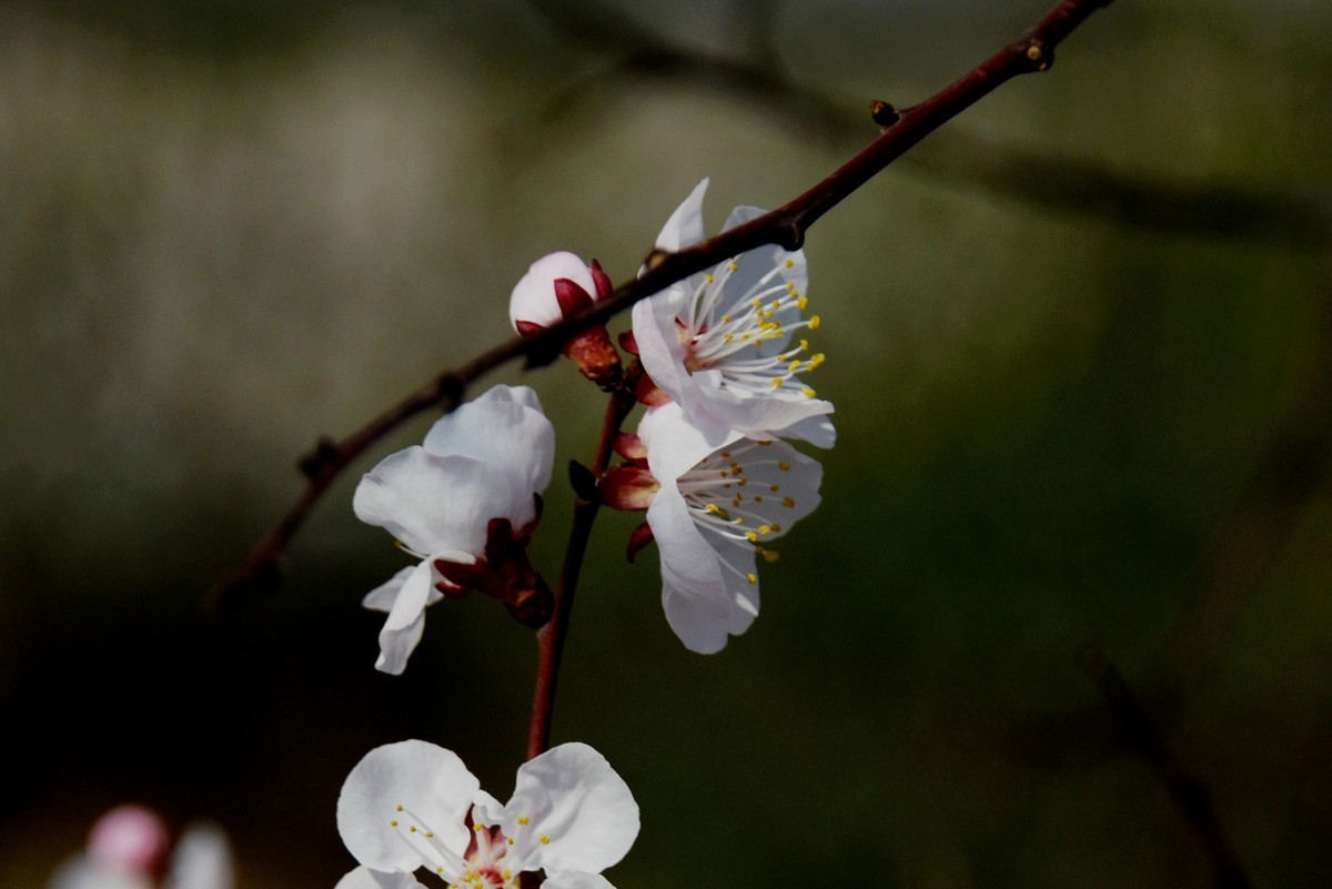 2025之春（五）－ 杏花（3）
