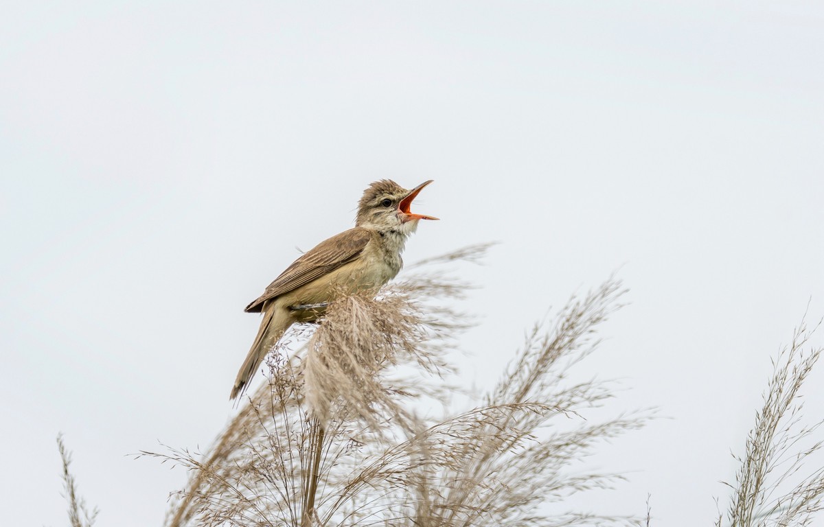 爱唱歌的大苇莺（十七）
