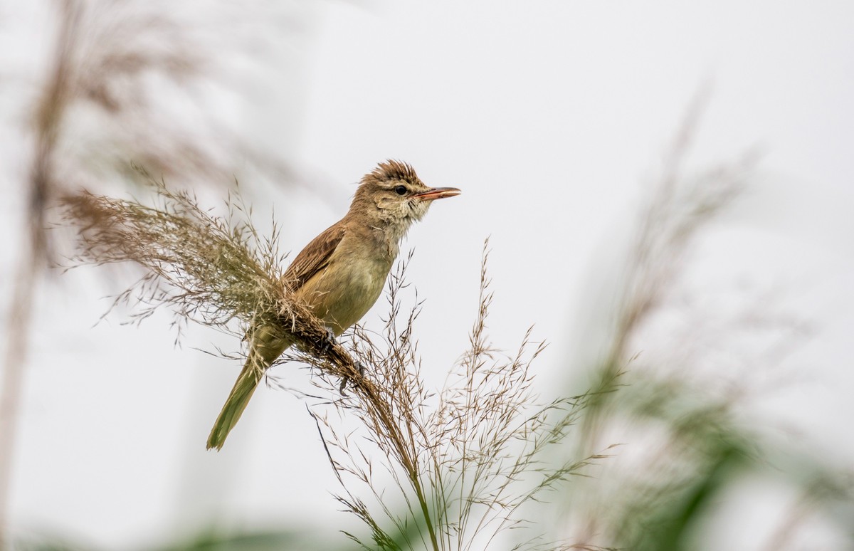 爱唱歌的大苇莺（十七）