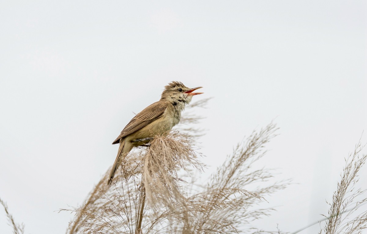爱唱歌的大苇莺（十七）
