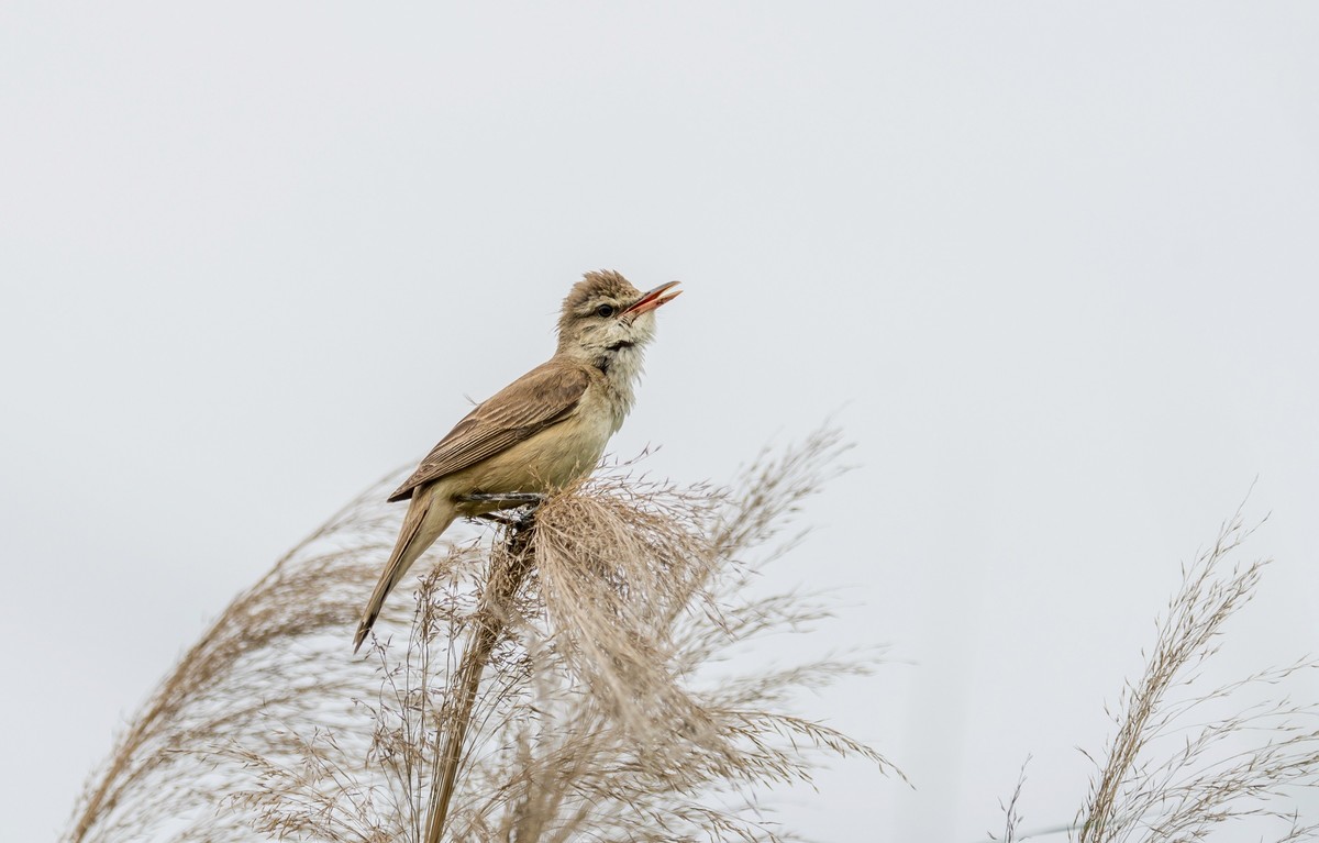 爱唱歌的大苇莺（十七）