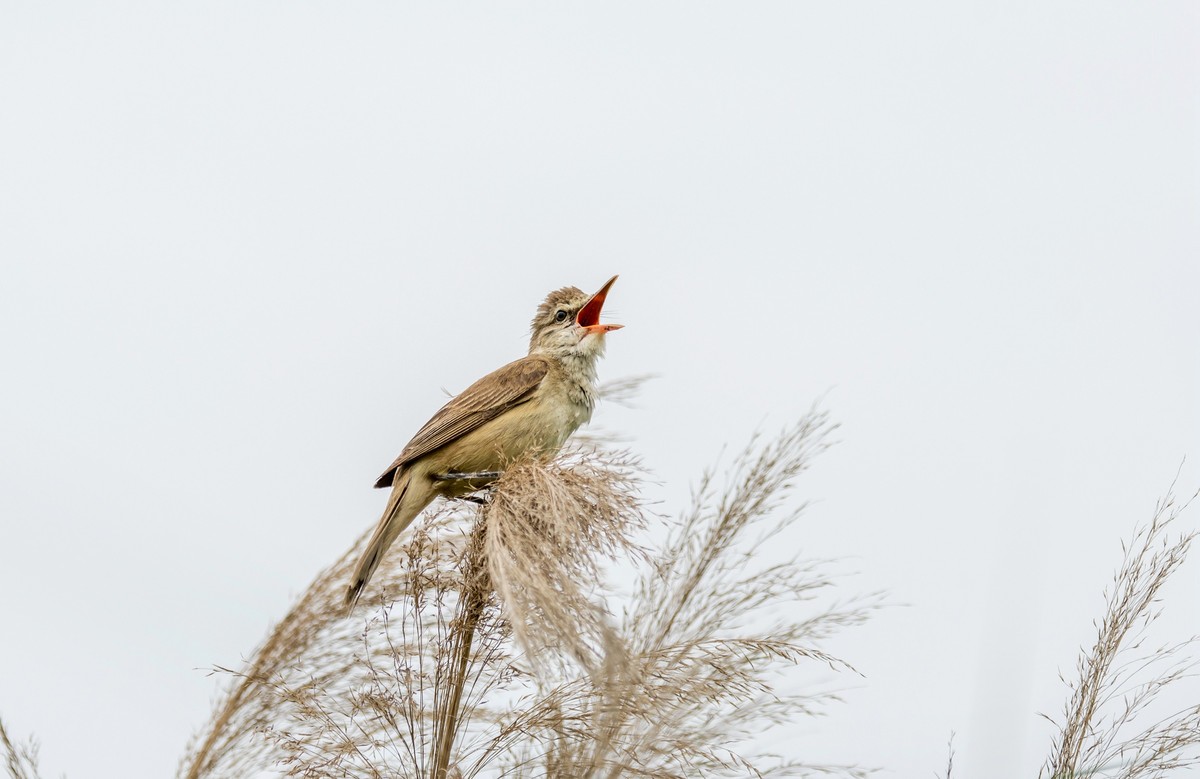 爱唱歌的大苇莺（十七）