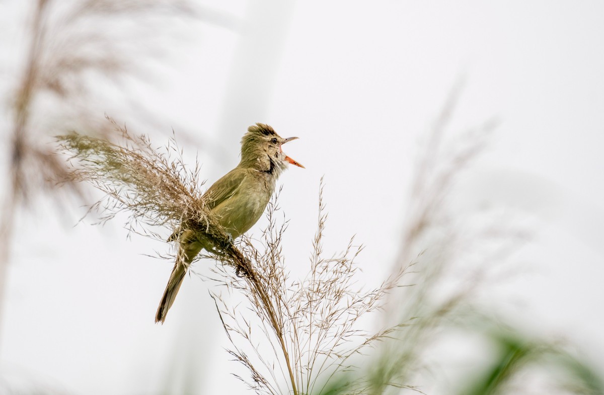 爱唱歌的大苇莺（十七）