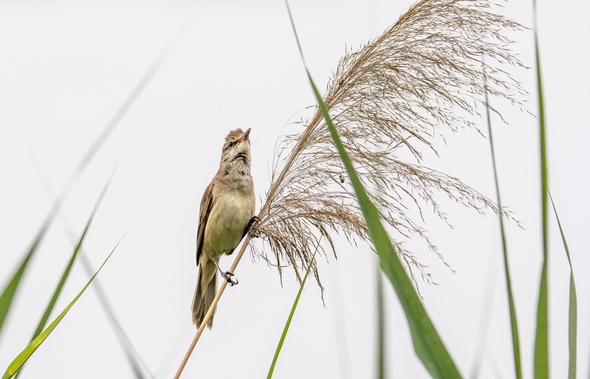 爱唱歌的大苇莺（十七）