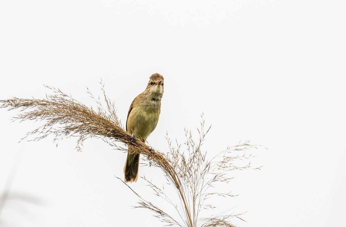 爱唱歌的大苇莺（十七）