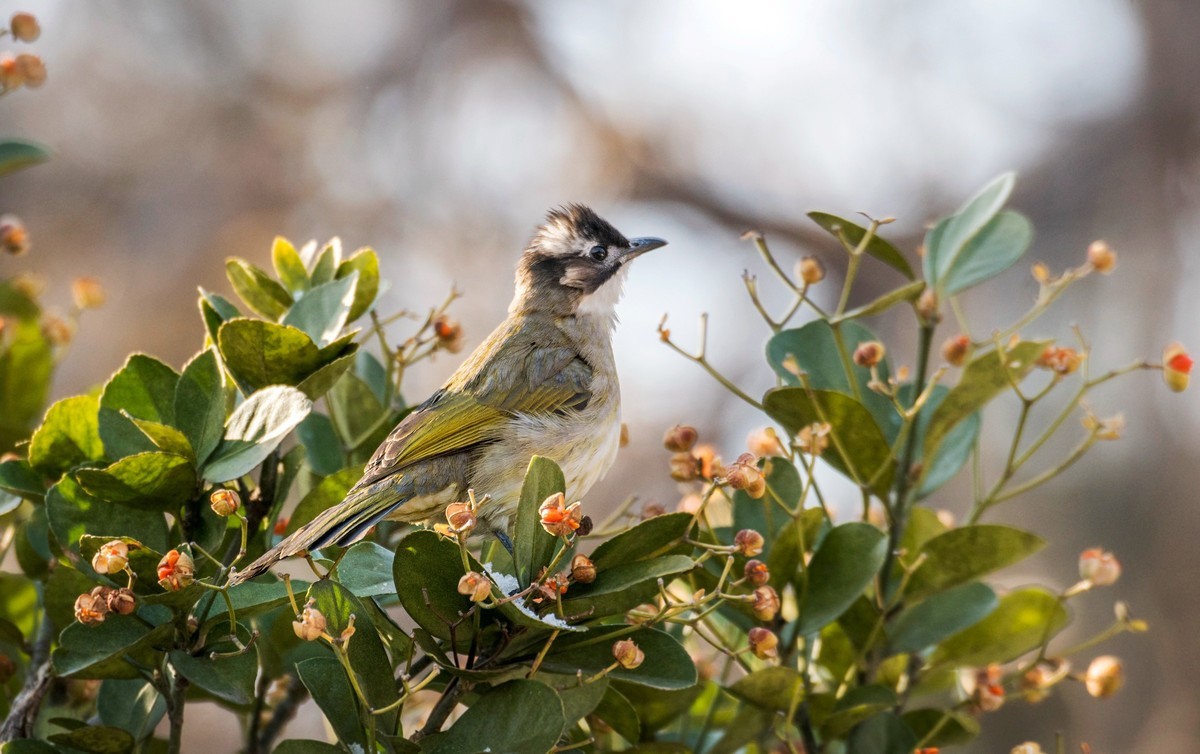 白头鹎（二十五）