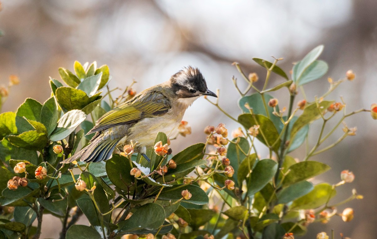 白头鹎（二十五）