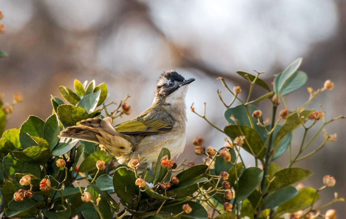 白头鹎（二十五）