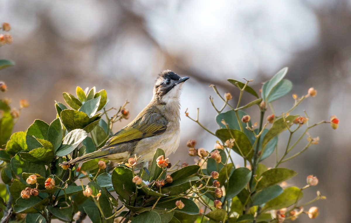 白头鹎（二十五）