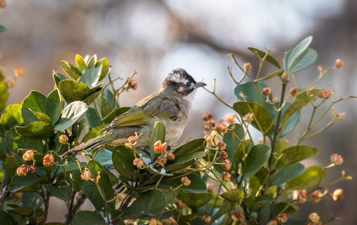 白头鹎（二十五）