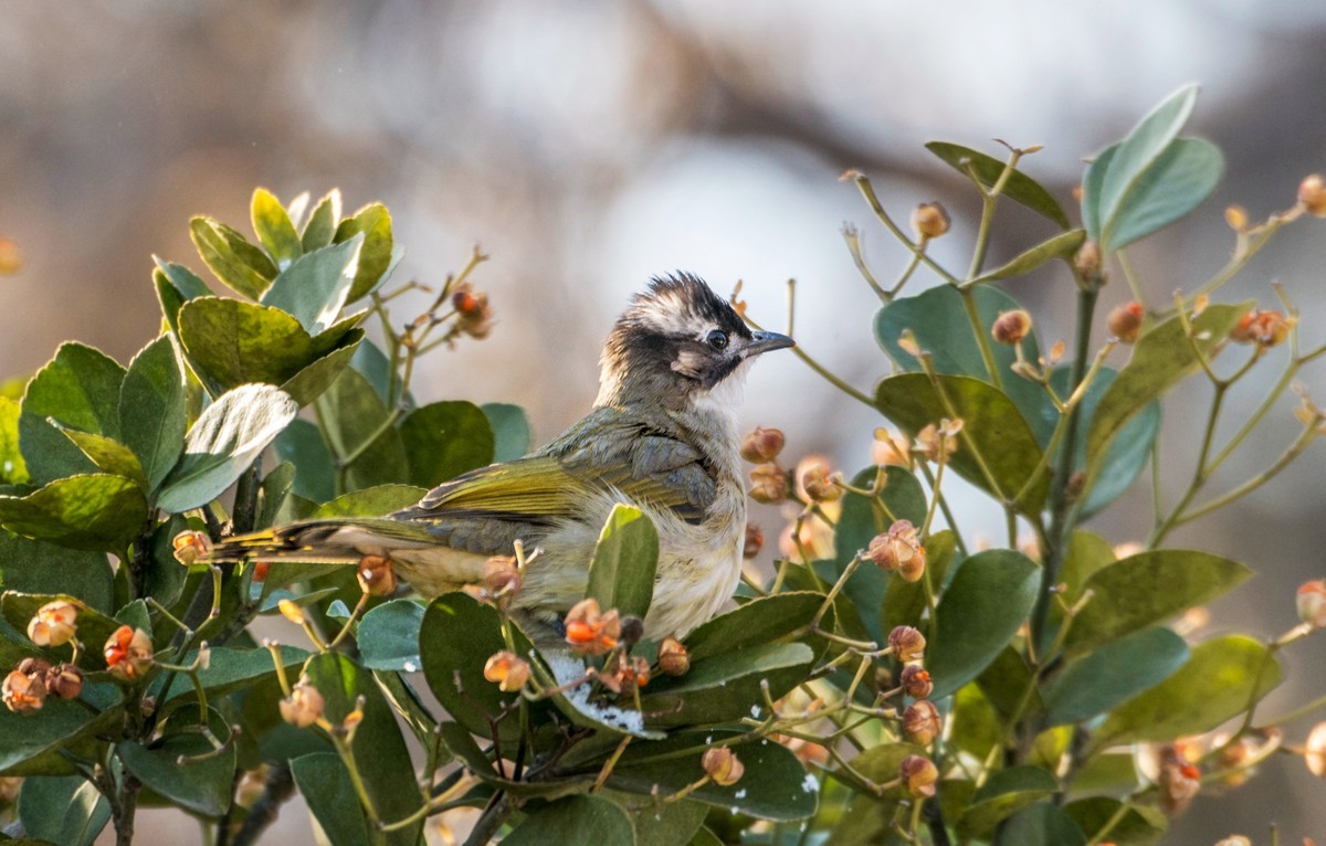 白头鹎（二十五）